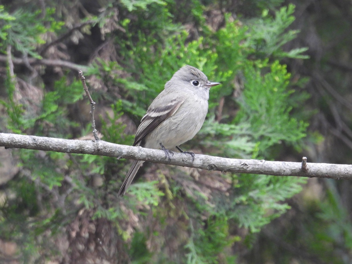 Empidonax sp. - ML644562288