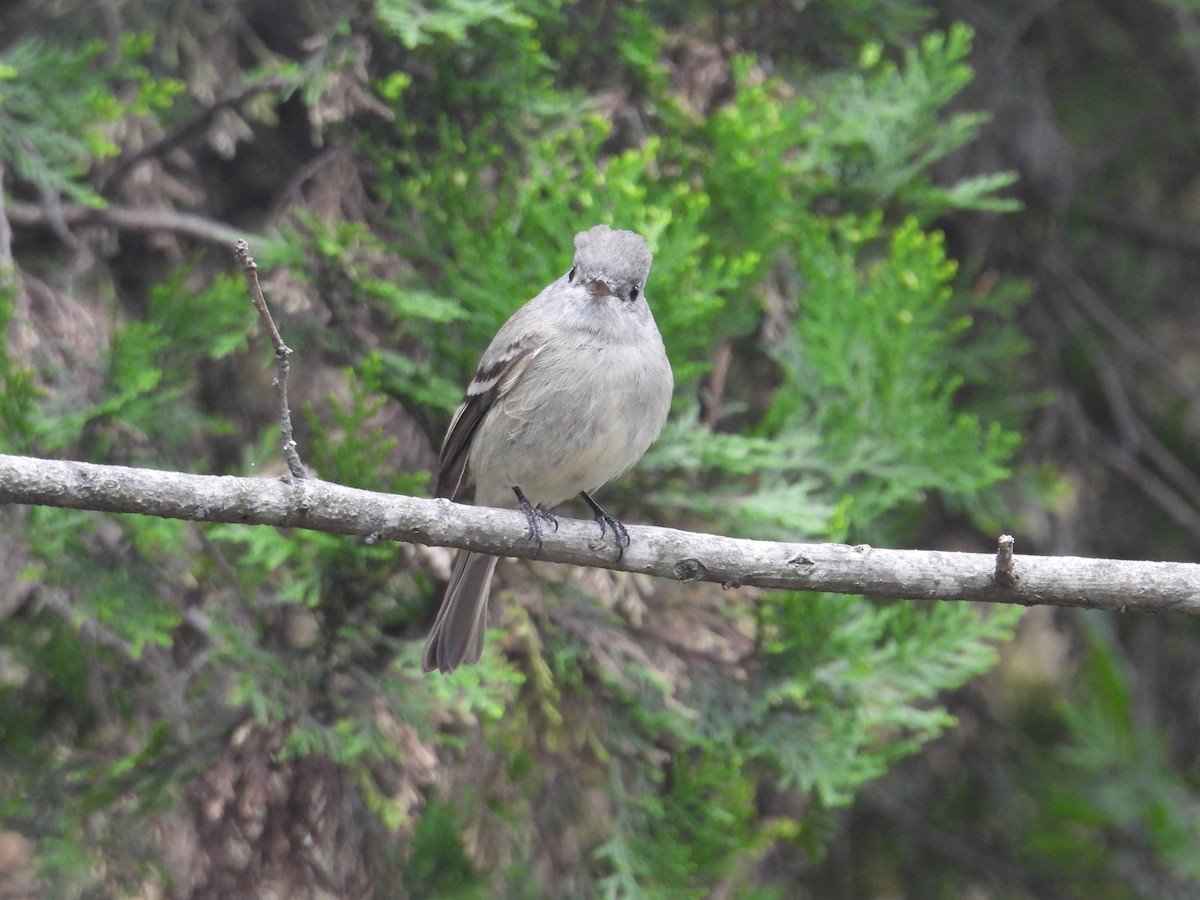 Hammond's Flycatcher - ML644562291
