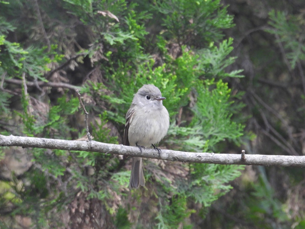 Empidonax sp. - ML644562293