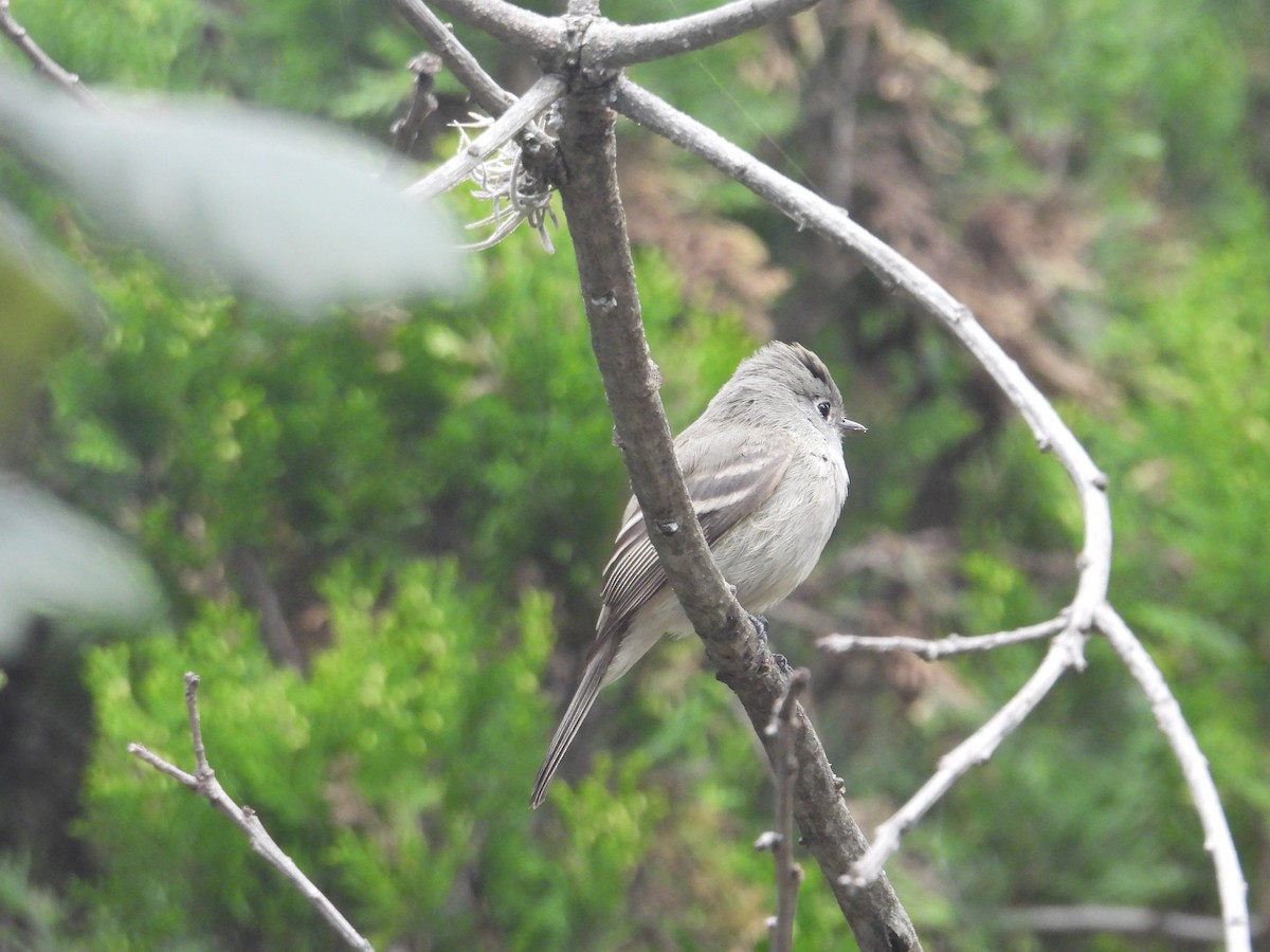 Empidonax sp. - ML644562294