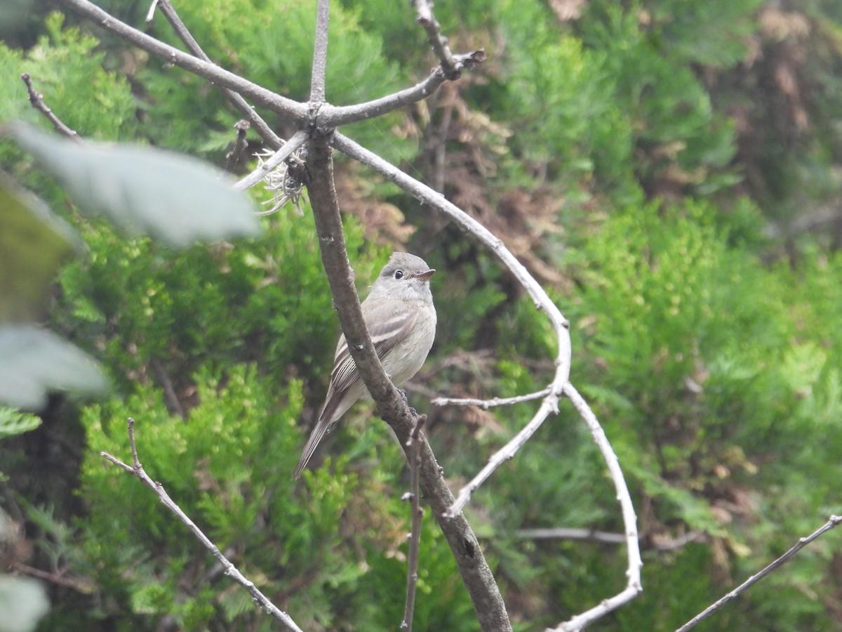 Empidonax sp. - ML644562295