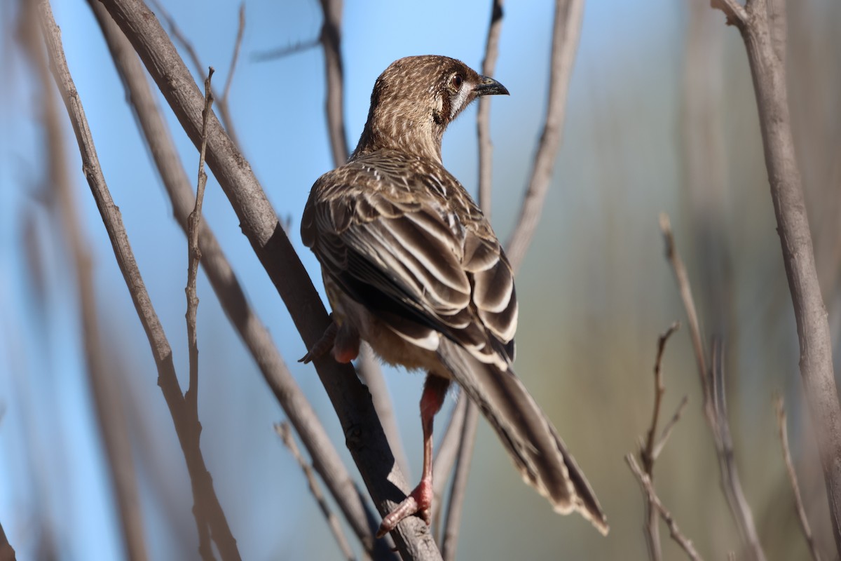 Red Wattlebird - ML644562297