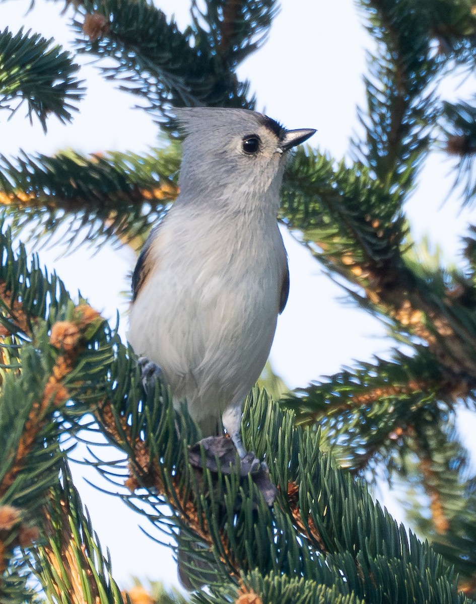 gråduskmeis - ML644562300