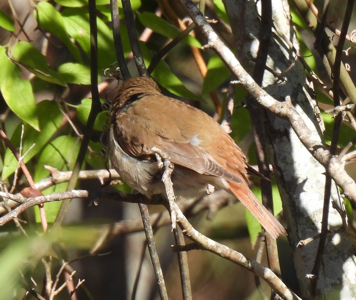 Hermit Thrush - ML644562302
