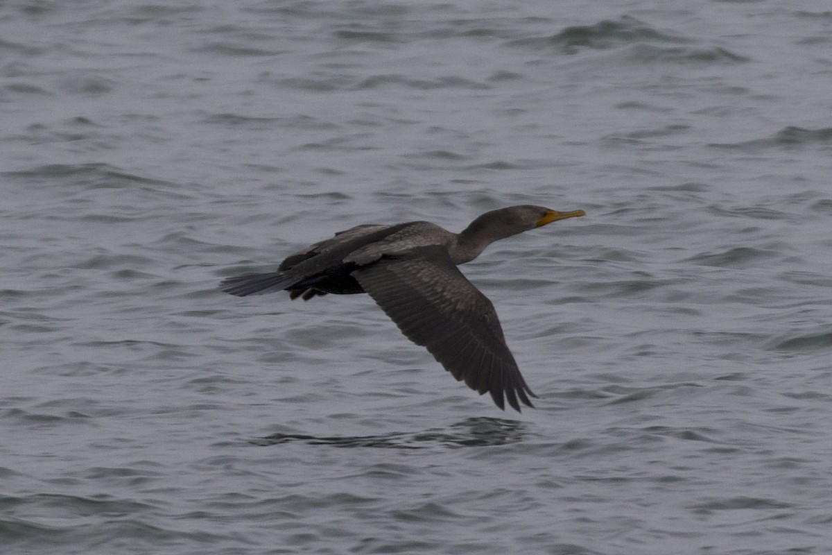 Double-crested Cormorant - ML644562303