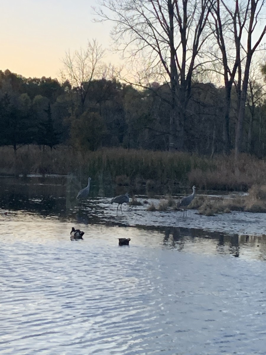 Sandhill Crane - ML644562305