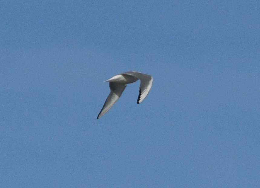 Bonaparte's Gull - ML644562309