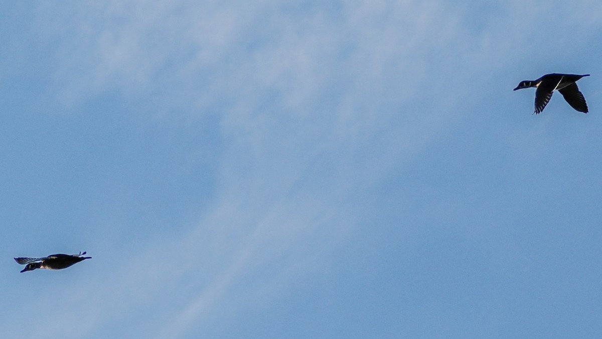 Wood Duck - ML644562310