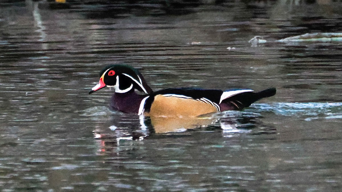 Wood Duck - ML644562311