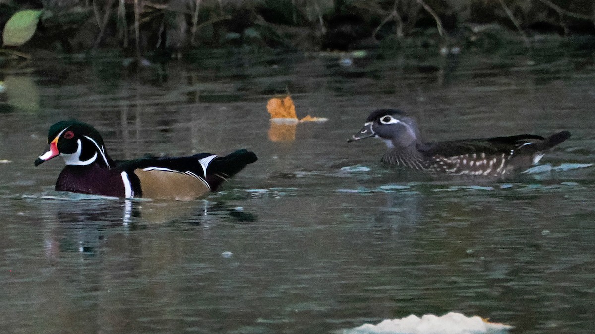 Wood Duck - ML644562312