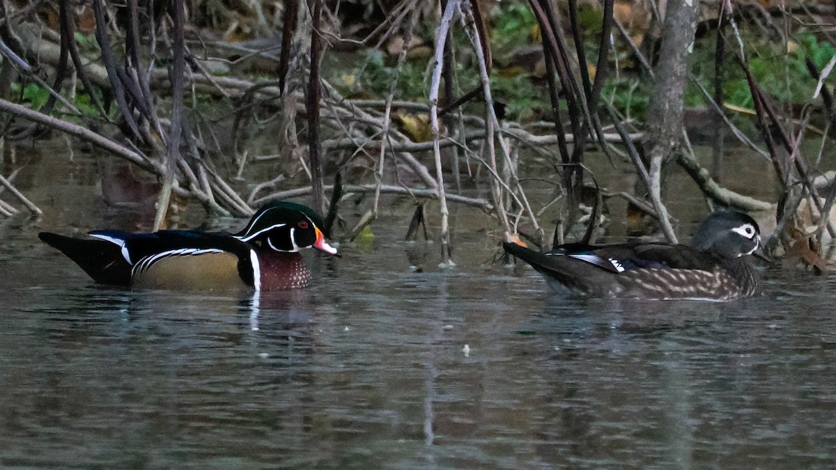 Wood Duck - ML644562313