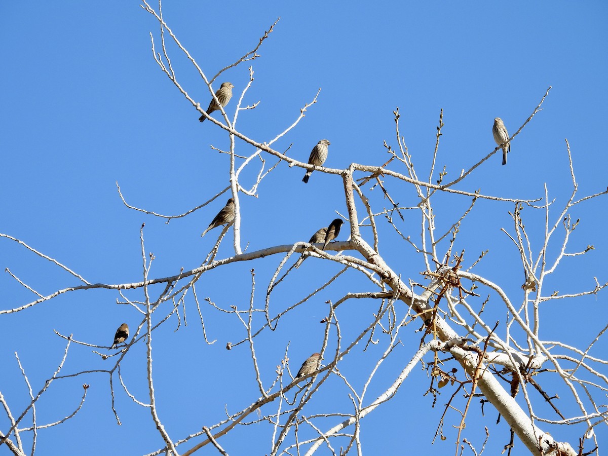 House Finch - ML644562314