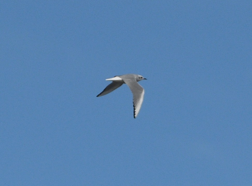 Bonaparte's Gull - ML644562315