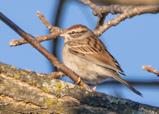 Chipping Sparrow - ML644562316