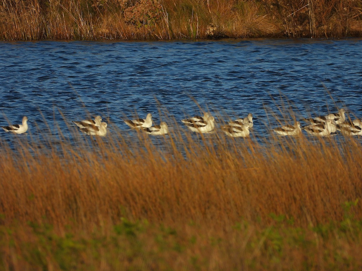 American Avocet - ML644562317