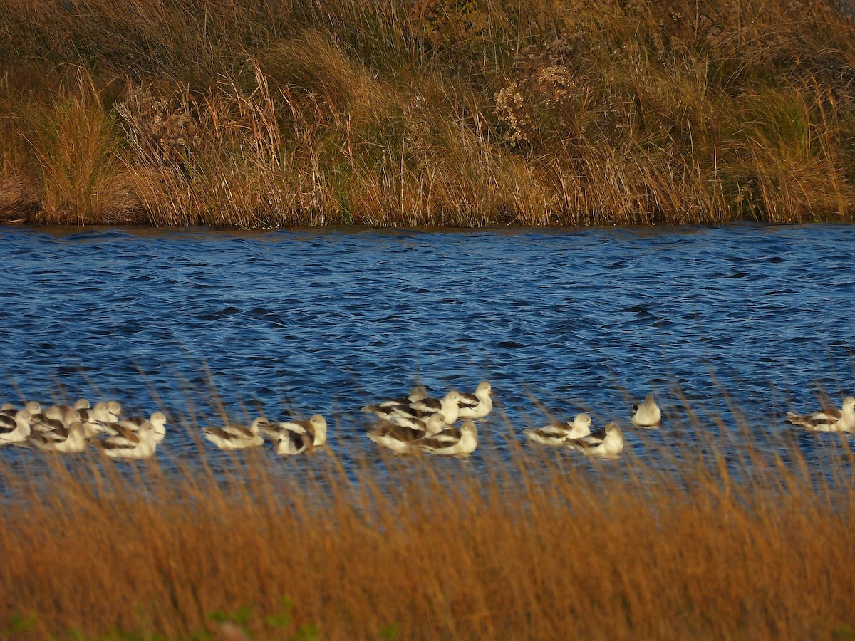 American Avocet - ML644562318