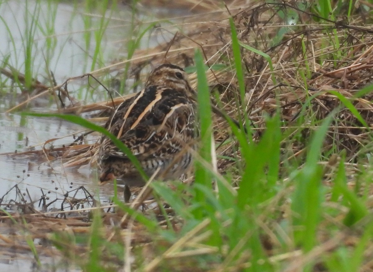 Common Snipe - ML644562319