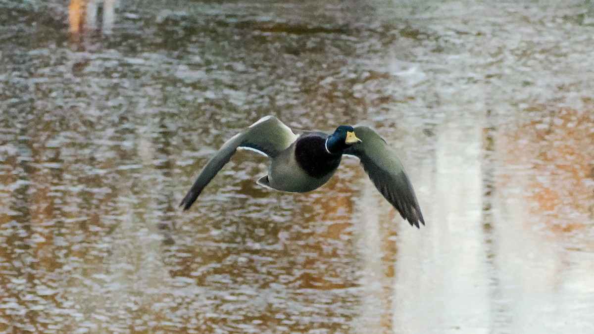 Mallard - ML644562320