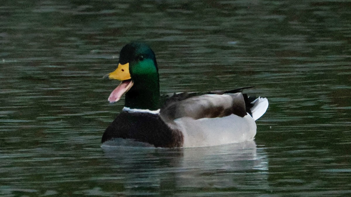 Mallard - ML644562321