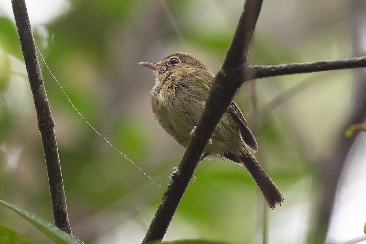 Eye-ringed Tody-Tyrant - ML644562324