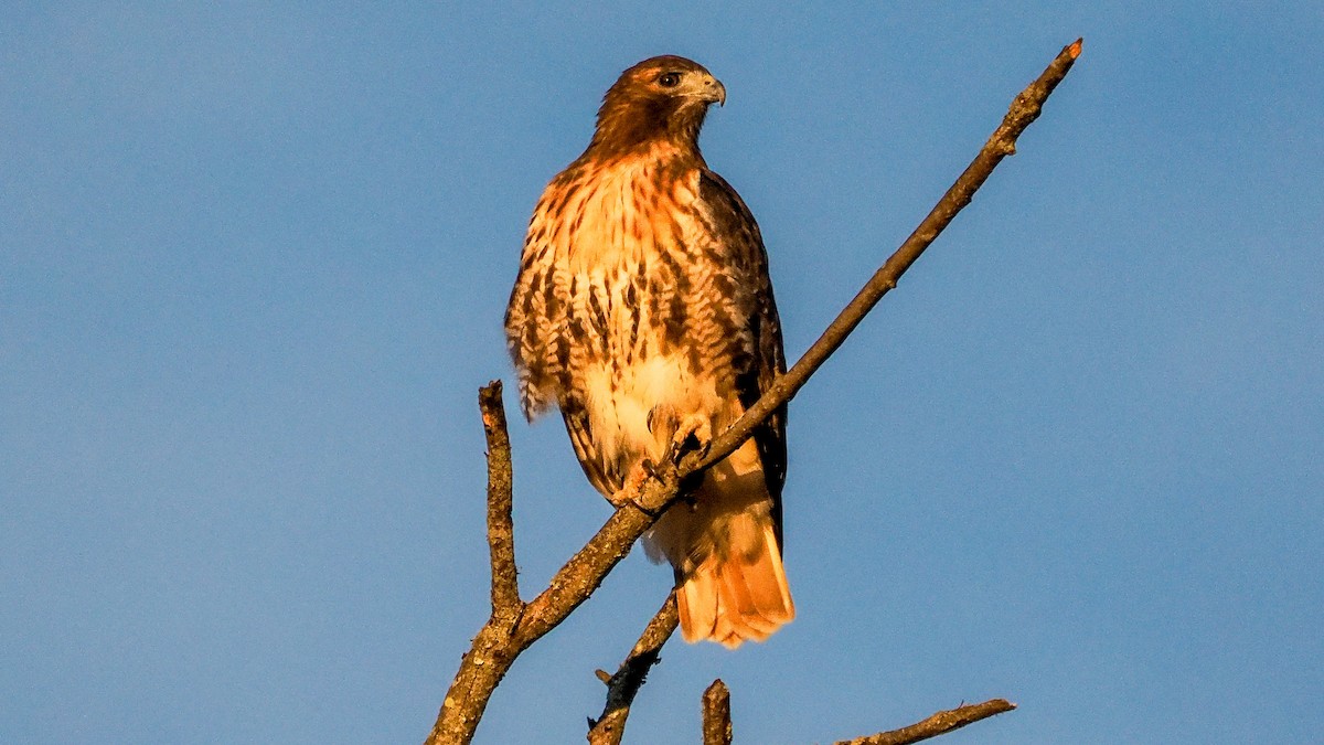 Red-tailed Hawk - ML644562325