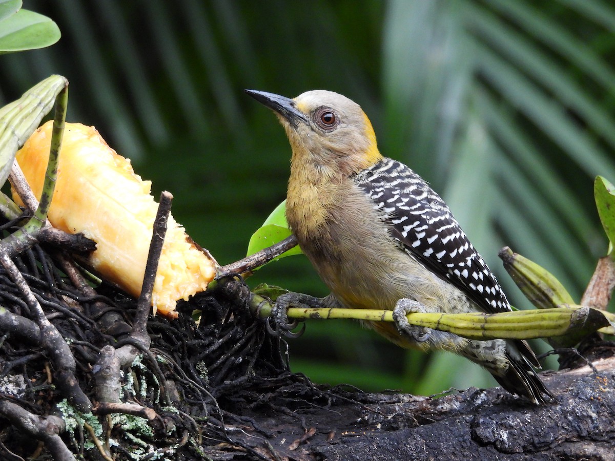 Hoffmann's Woodpecker - ML644562326