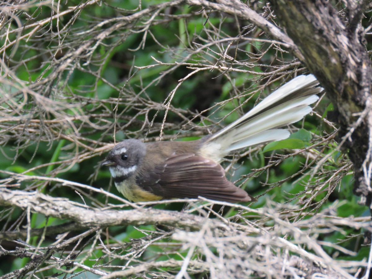 Віялохвістка новозеландська - ML644562327