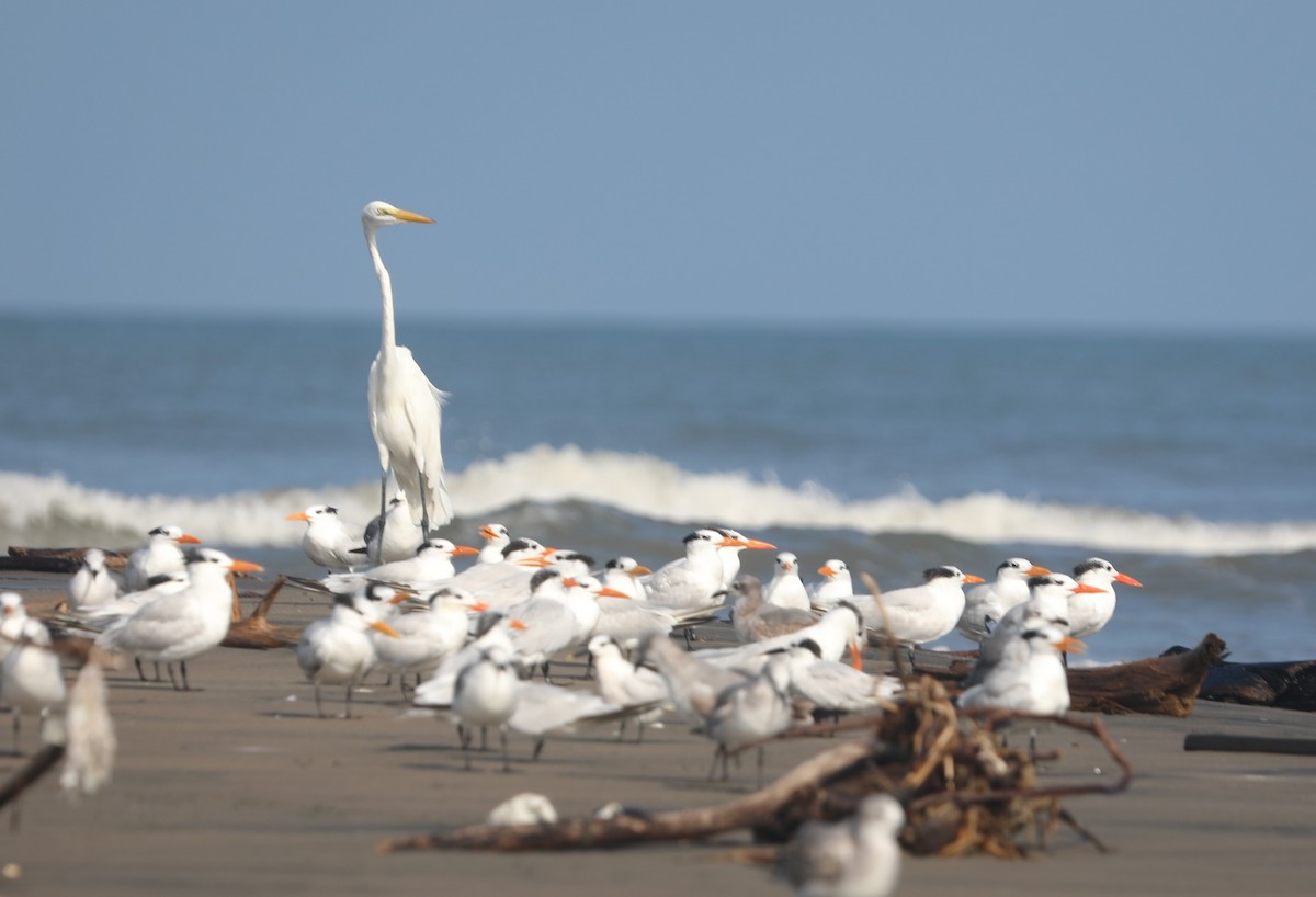 Great Egret - ML644562330