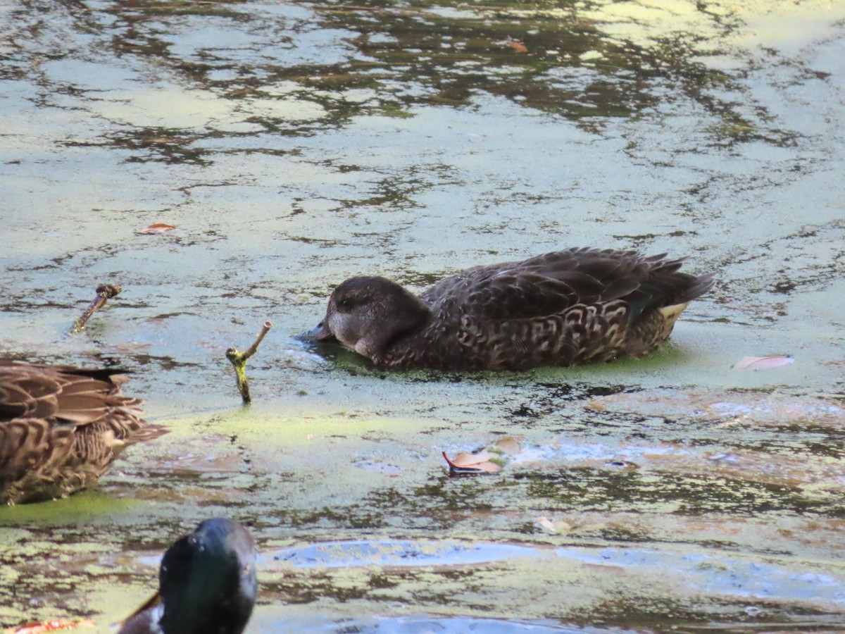 Green-winged Teal - ML644562331