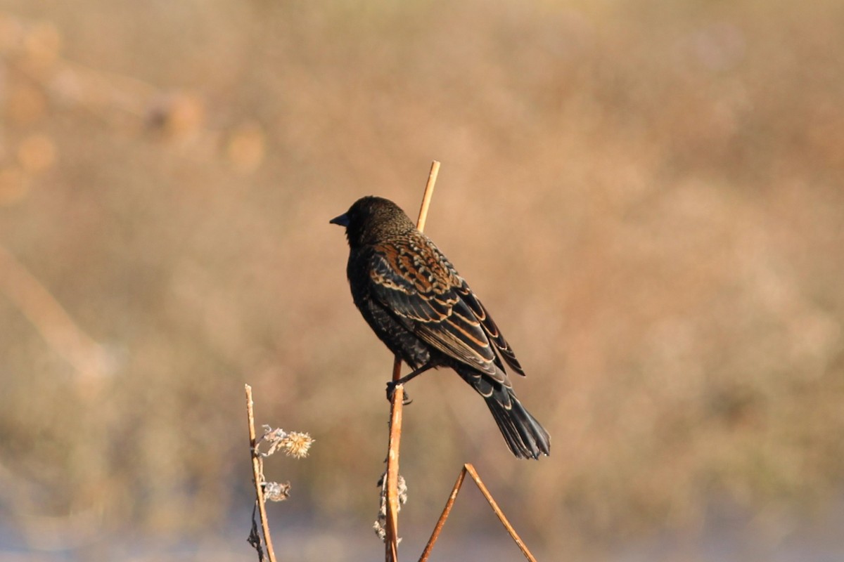 vlhovec červenokřídlý - ML644562344