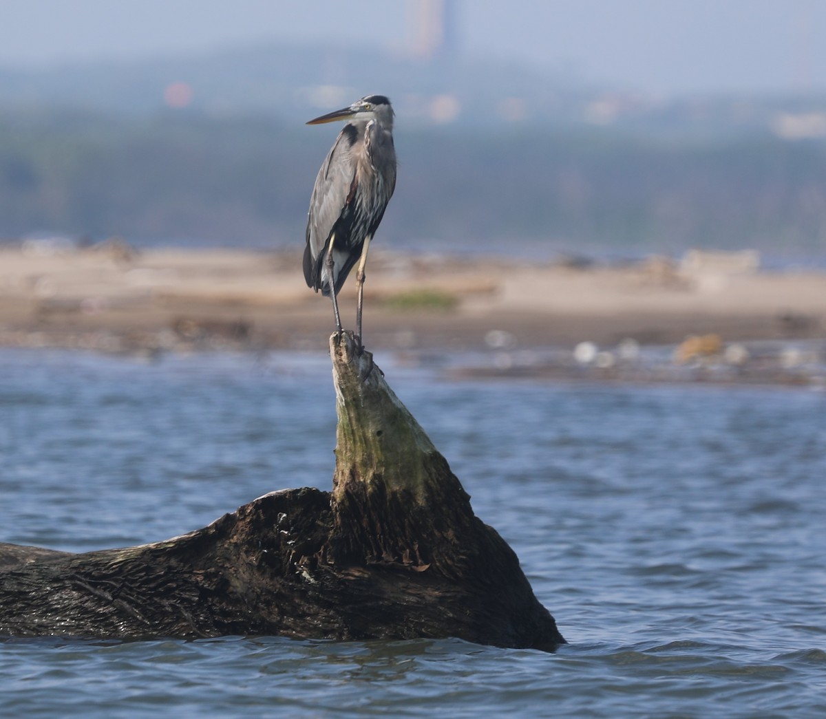 Чапля північна - ML644562345