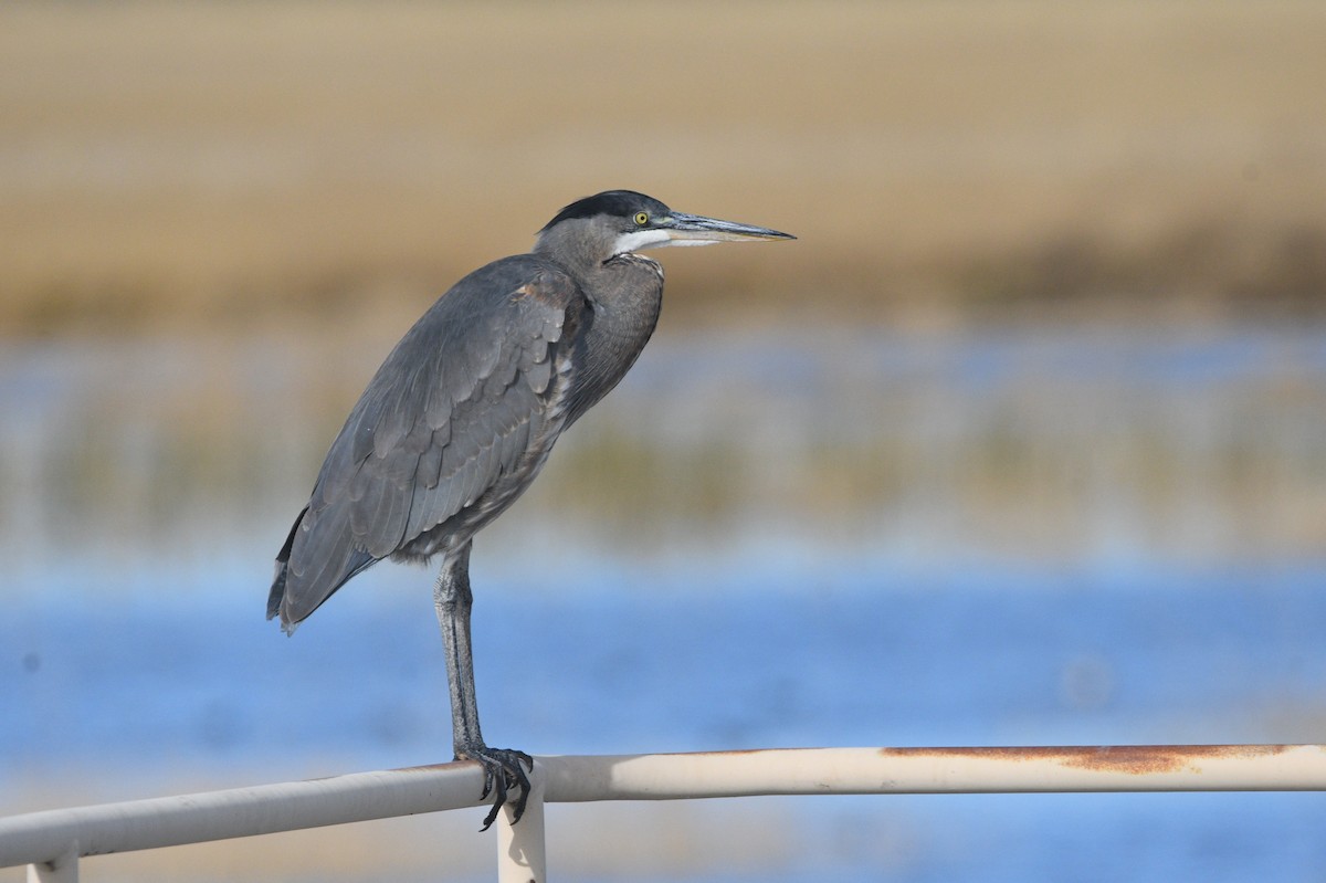 Чапля північна - ML644562346