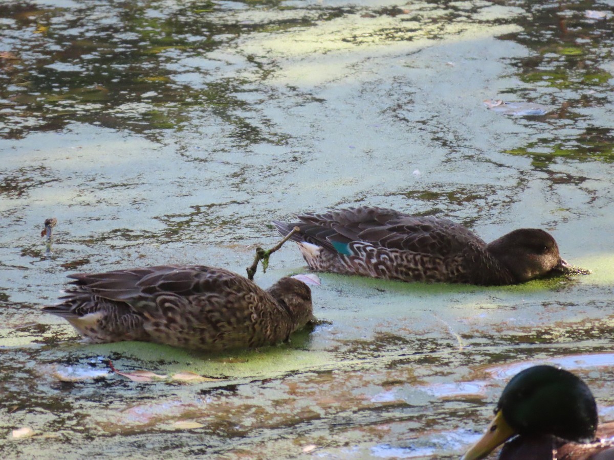 Green-winged Teal - ML644562348