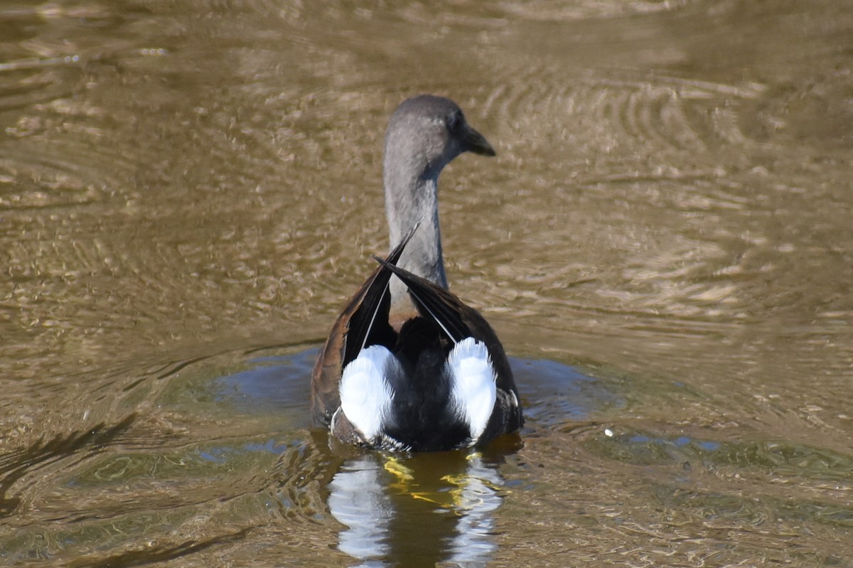 סופית אמריקנית - ML644562349