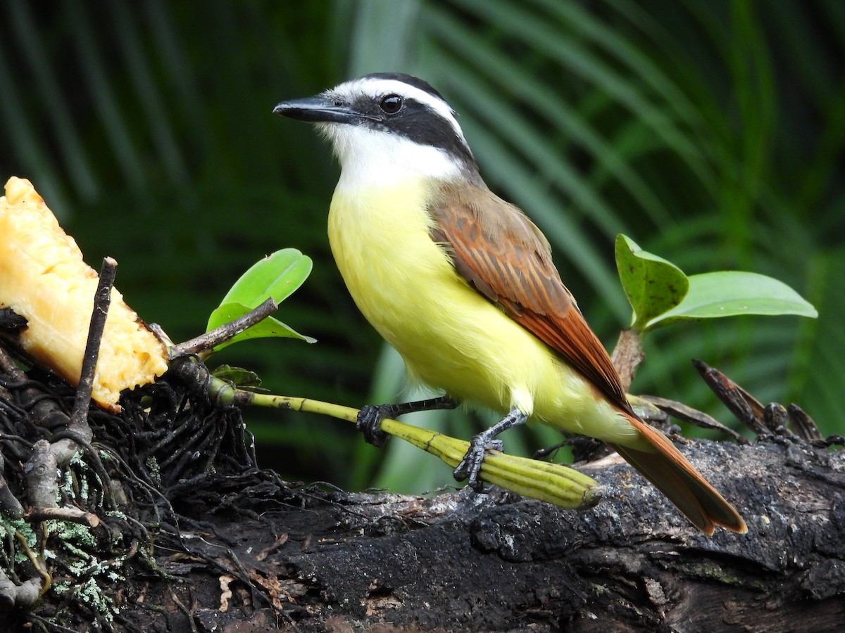 Bienteveo Común - ML644562350