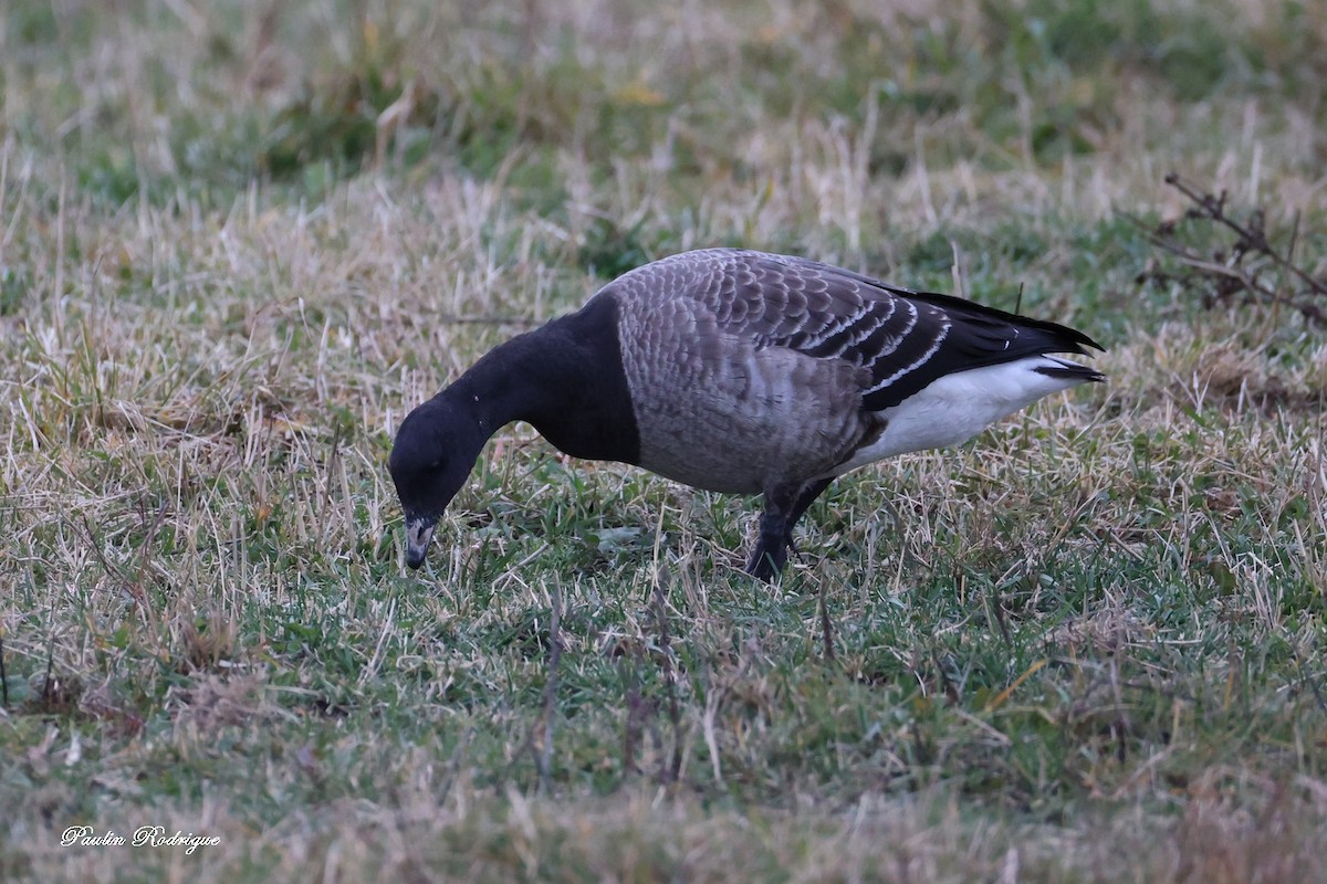 Bernache cravant - ML644562352