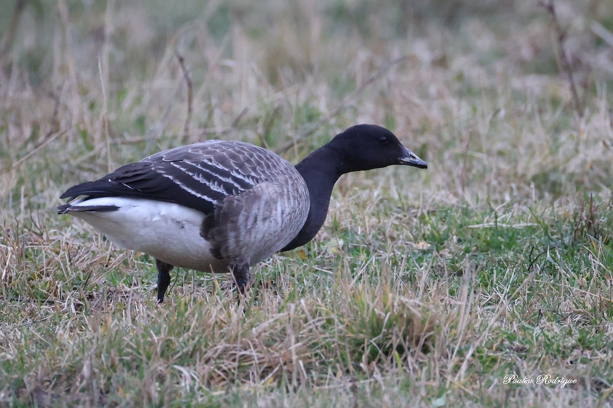 Bernache cravant - ML644562353