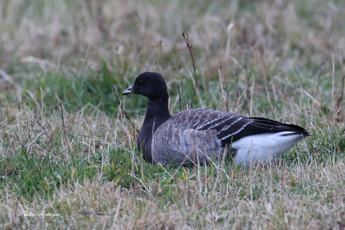 Bernache cravant - ML644562354