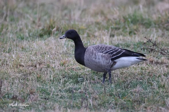 Bernache cravant - ML644562355