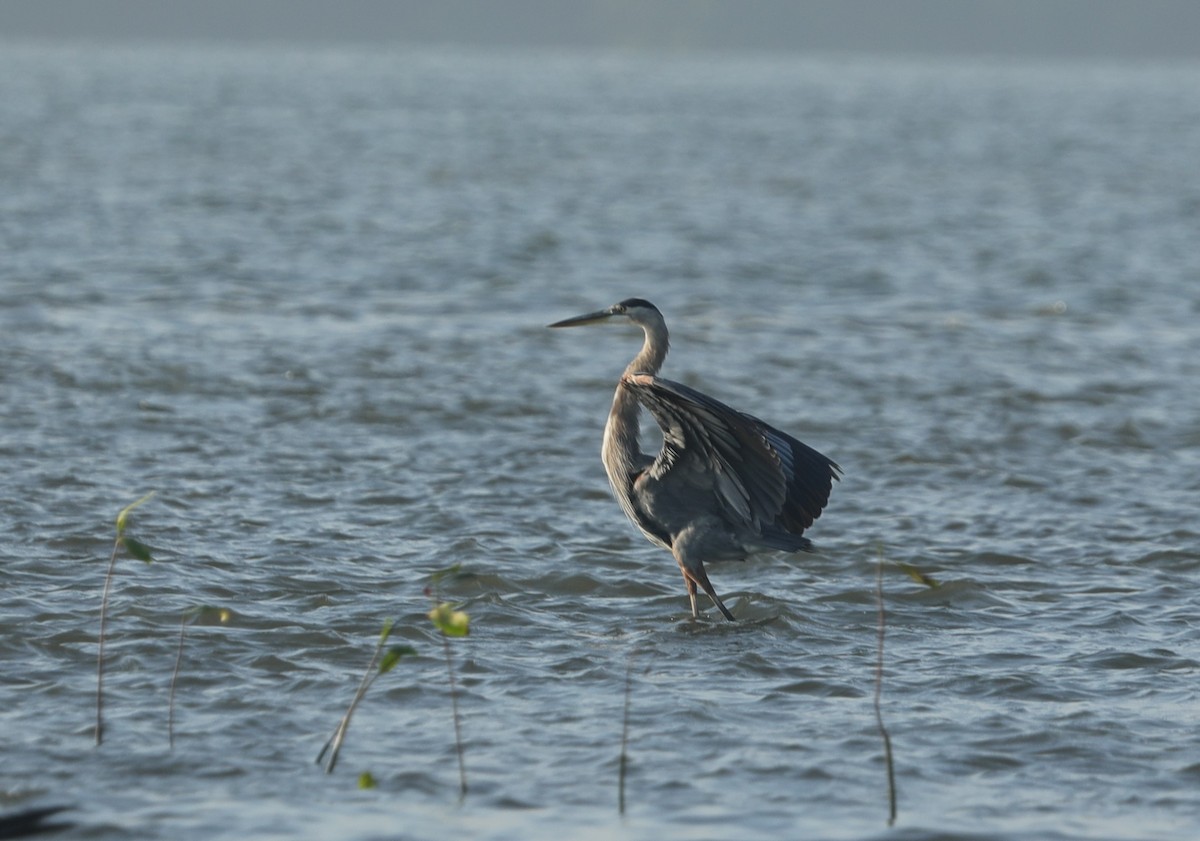 Чапля північна - ML644562361
