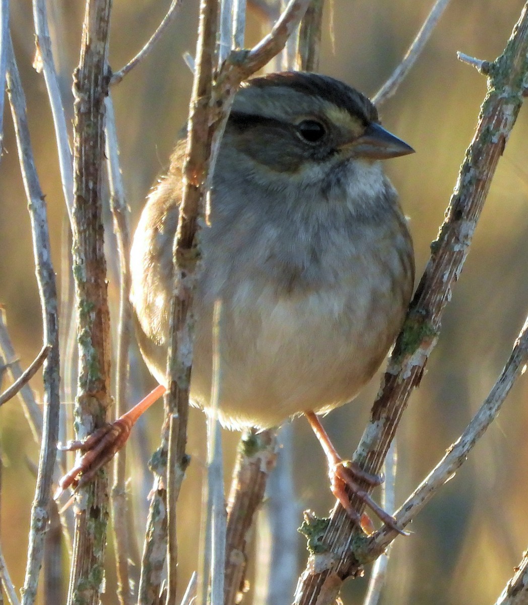Swamp Sparrow - ML644562362