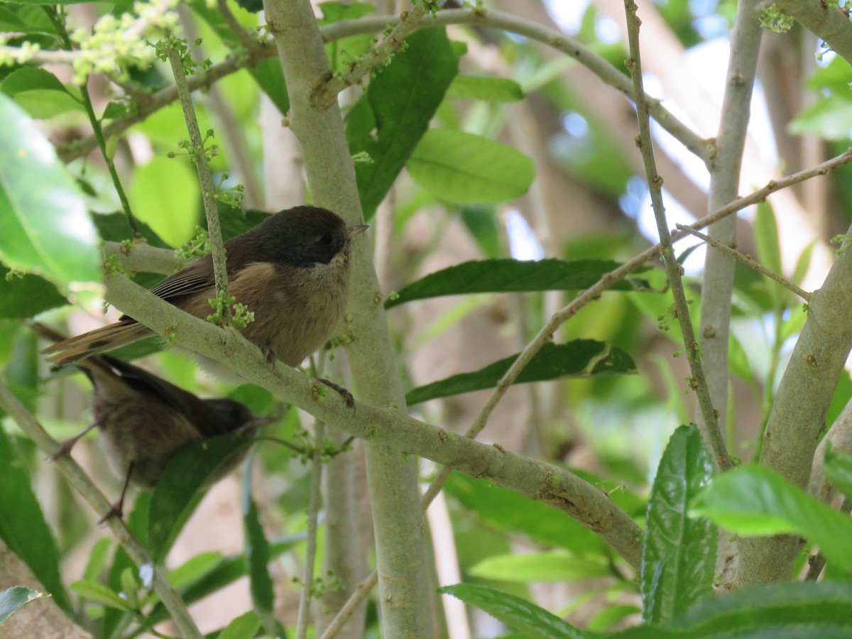 Могуа новозеландський - ML644562364