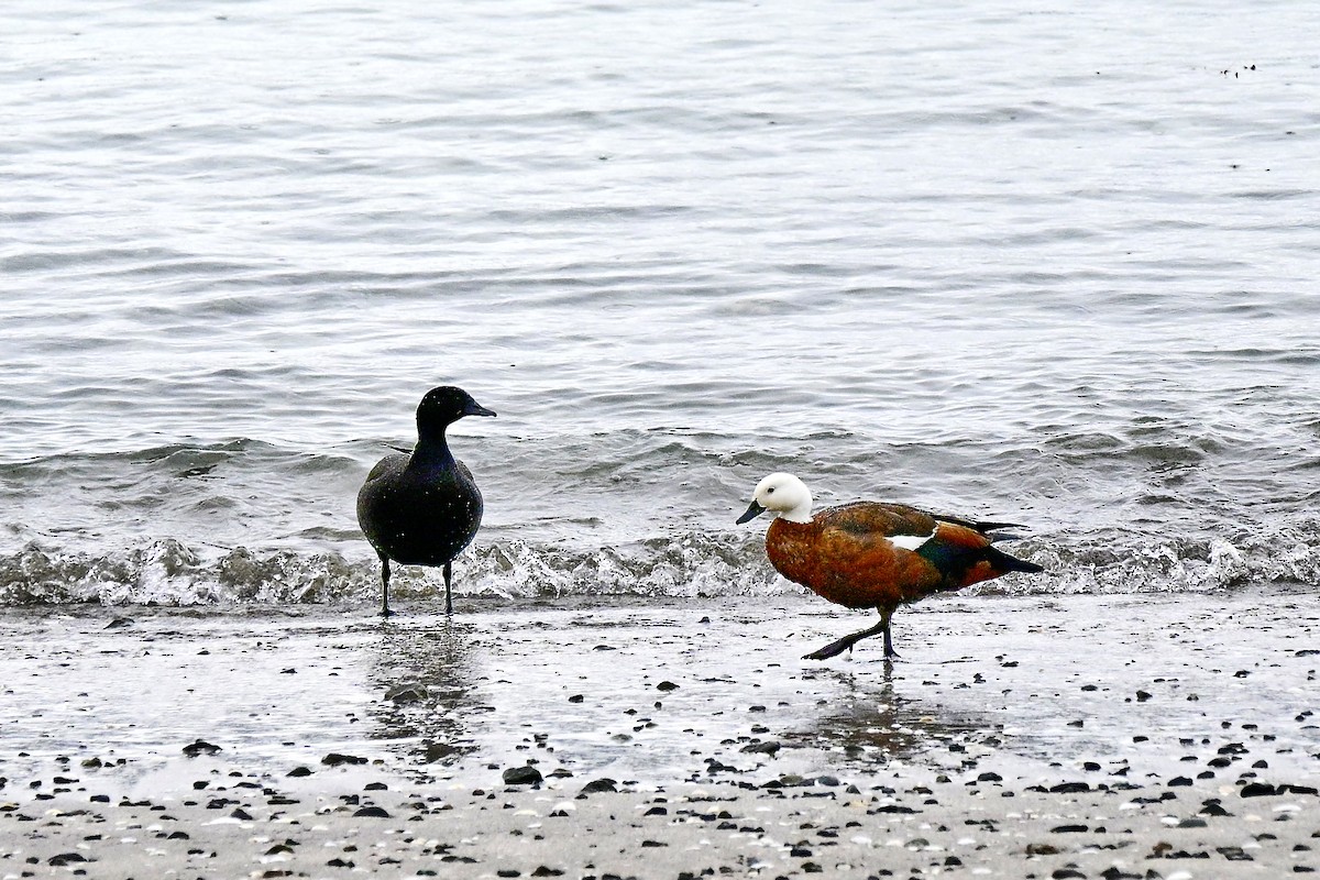 Tarro Maorí - ML644562366