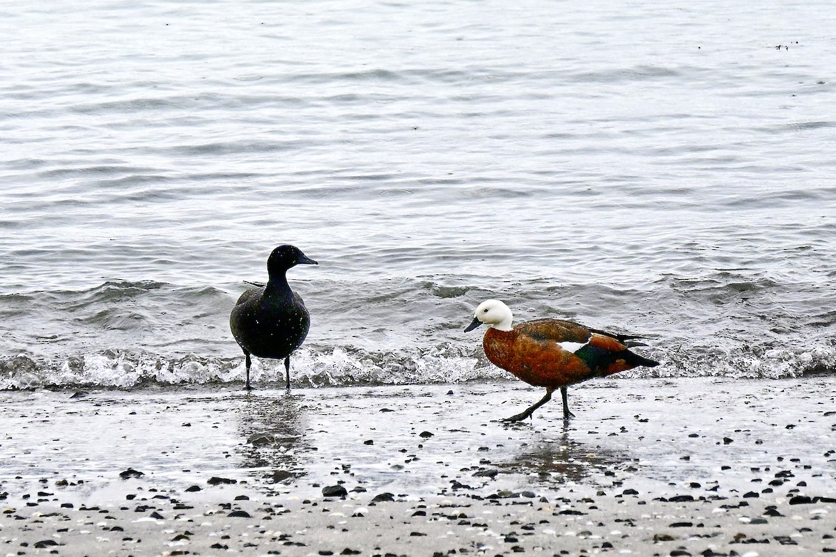 Tarro Maorí - ML644562367