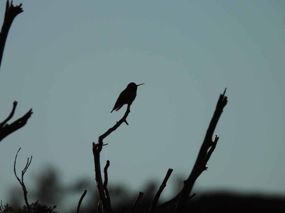 Anna's Hummingbird - ML644562374