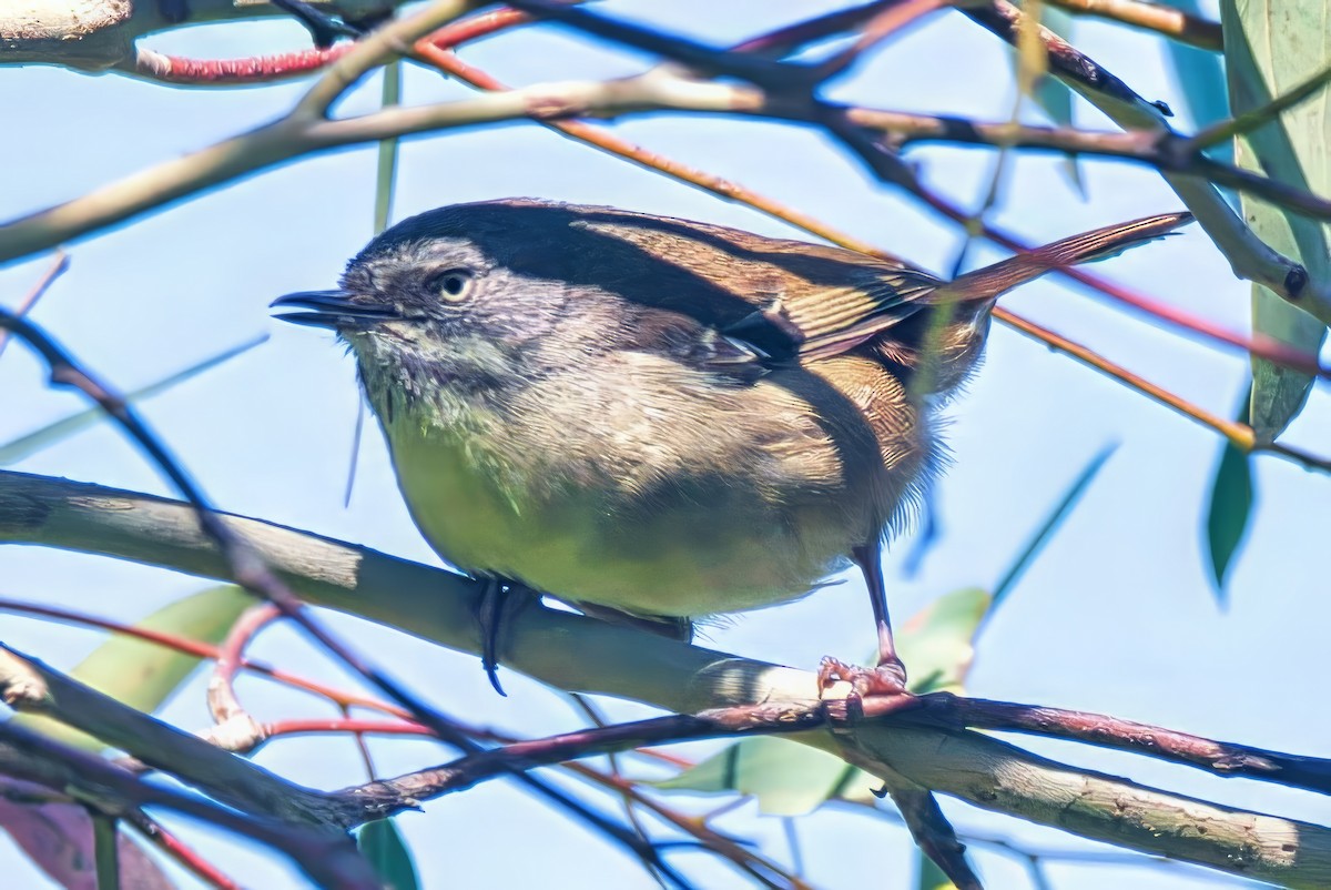 hvitbrynkrattsmett (frontalis gr.) - ML644562377