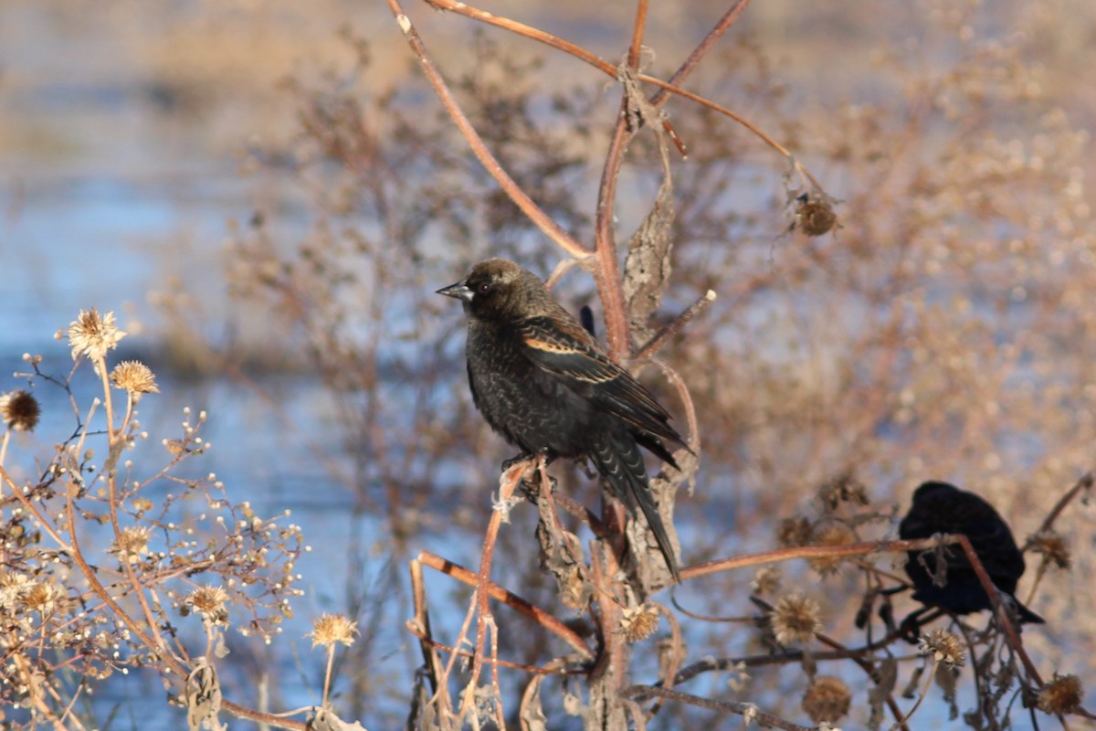 vlhovec červenokřídlý - ML644562387