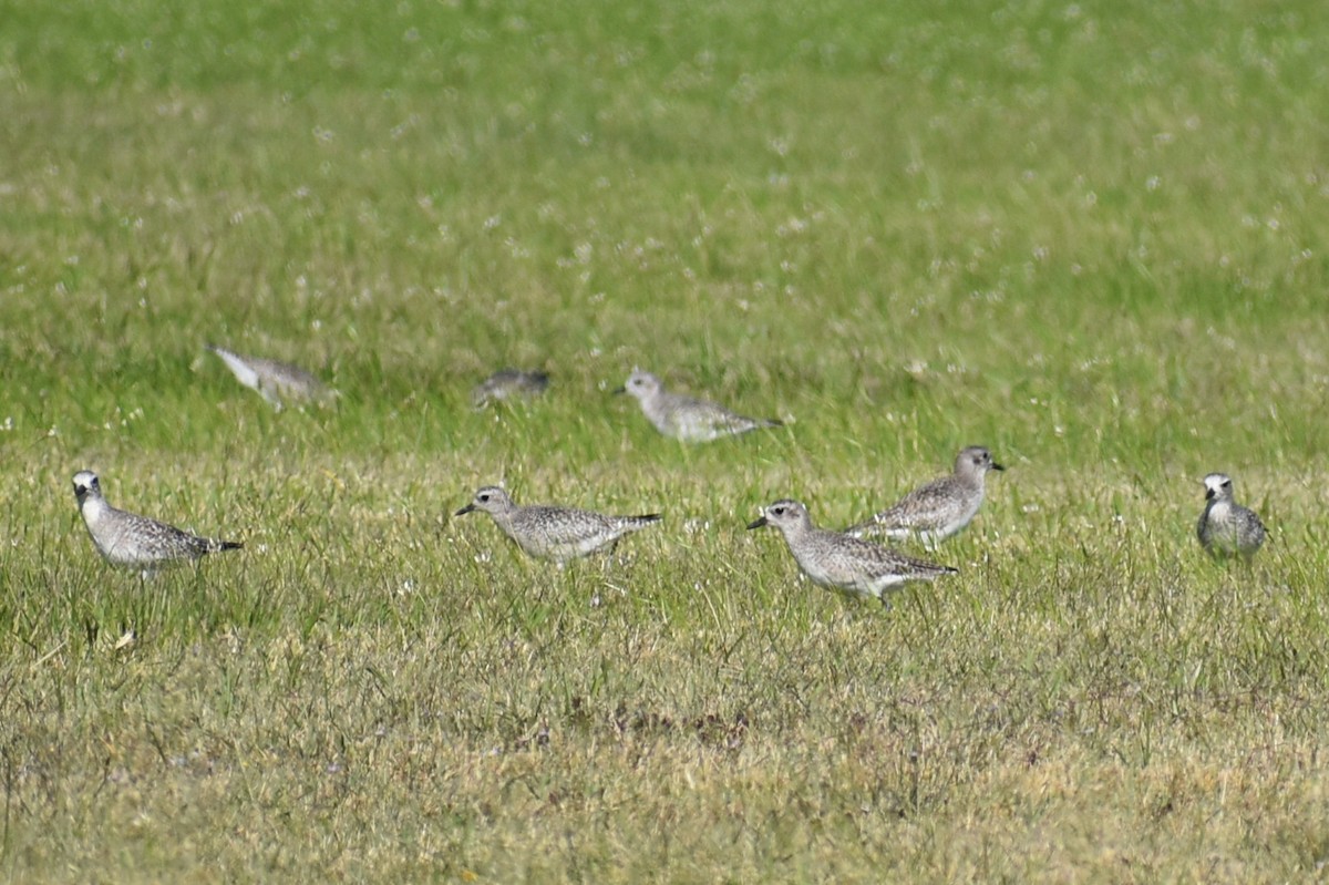 Txirri grisa - ML644562389