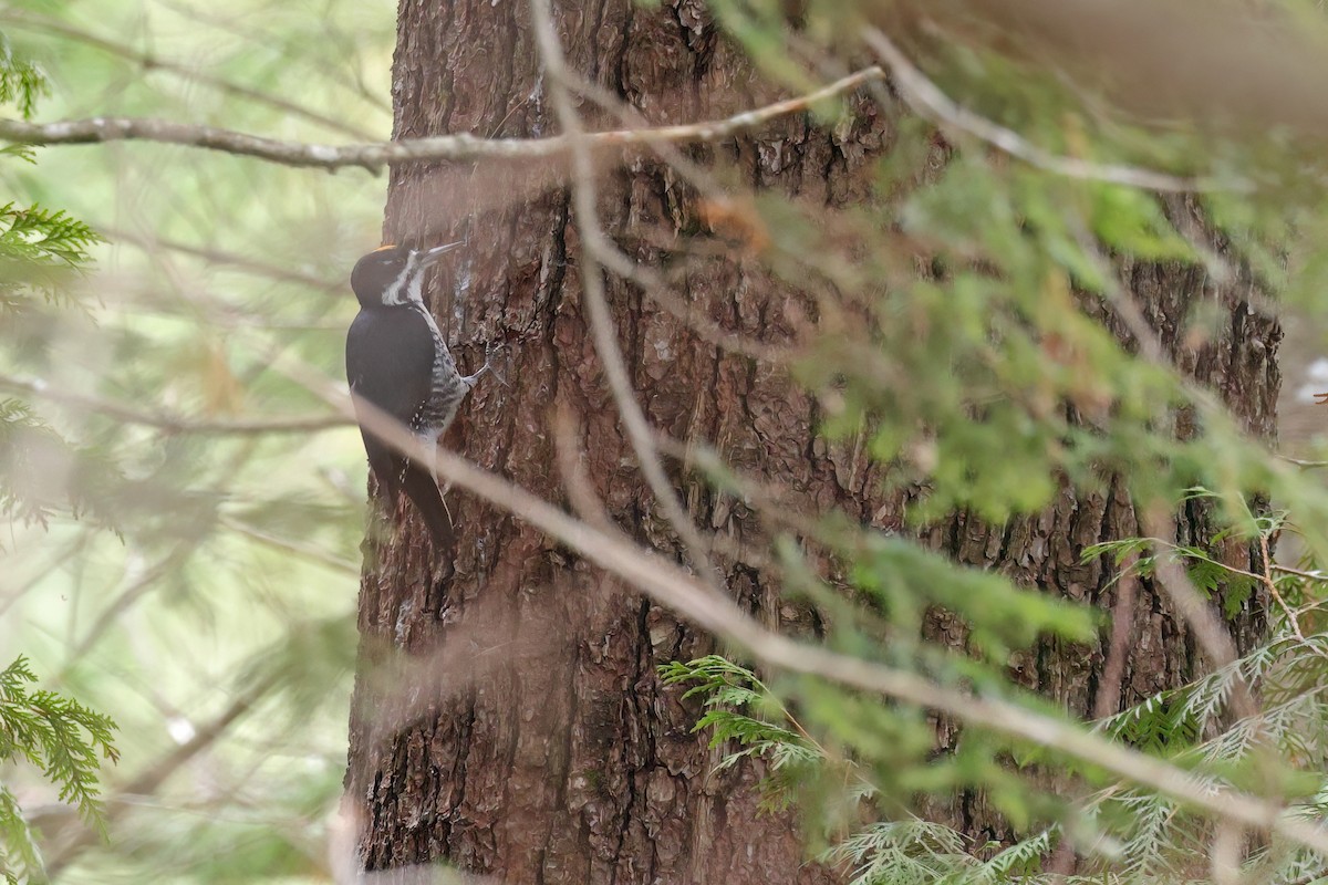 セグロミユビゲラ - ML644562392