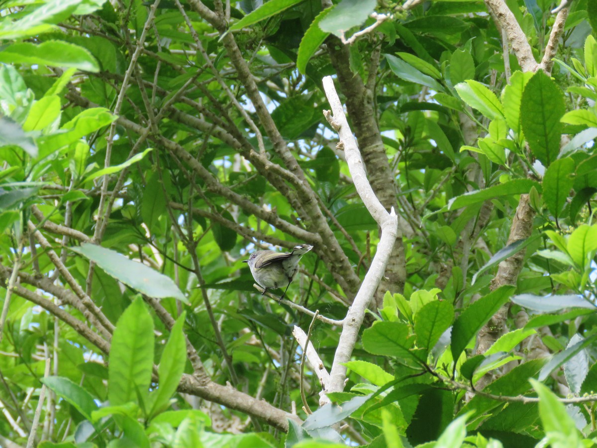 Ріроріро сірий - ML644562393